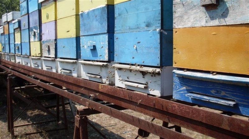 Пчелари от видинското дружество Димитър Балев ще участват в националния