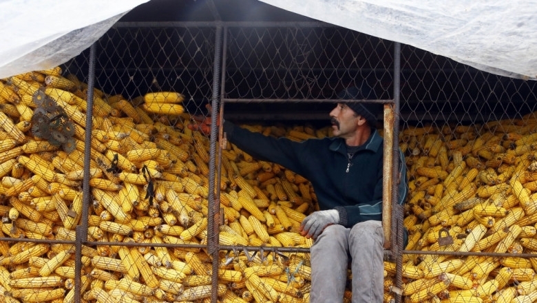 Бандит задигна 1 тон царевица от склад в Монтанско съобщиха