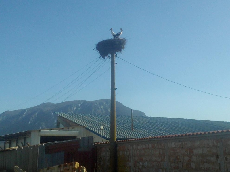 Първите за тази година щъркели вече долетяха във Врачанско научи