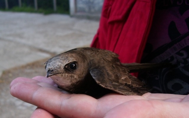 Експерти от РИОСВ Враца спасиха две птици от защитени видове научи