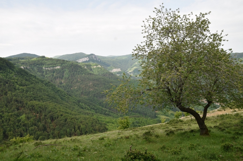 Дейности по ремонт на противопожарни горски пътища са започнали във Врачанския