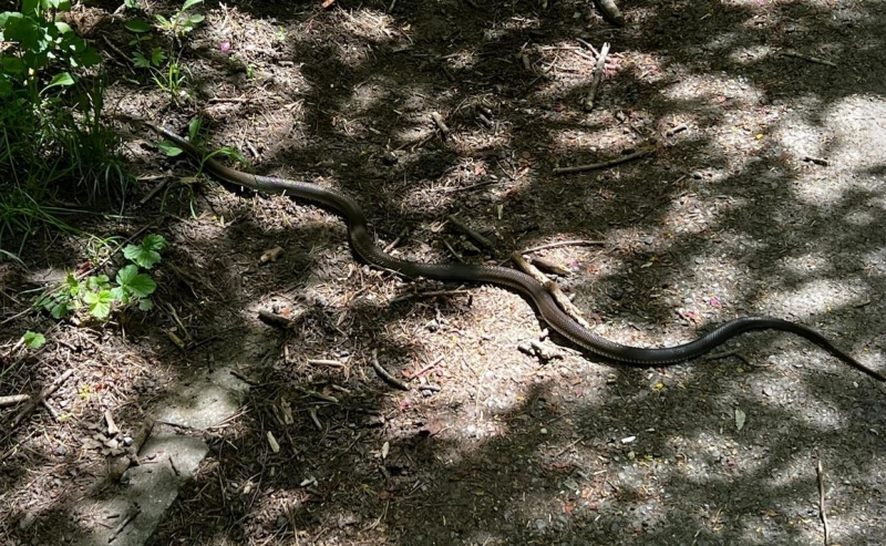 Змия изплаши монтанчани в Попската градина научи агенция BulNews Случката е