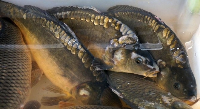 Д р Галя Викьова от БАБХ разкри за читателите на Novini bg