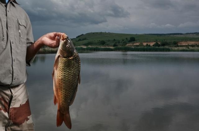 Освободена е близо 100 килограма риба от бракониерски мрежи в