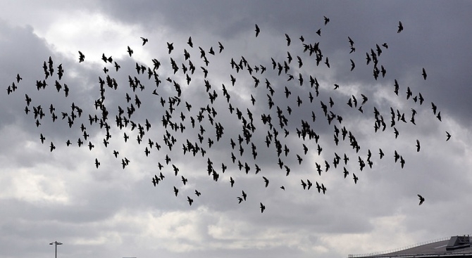 Руски пътнически самолет кацна принудително днес след сблъсък с птици Няма пострадали