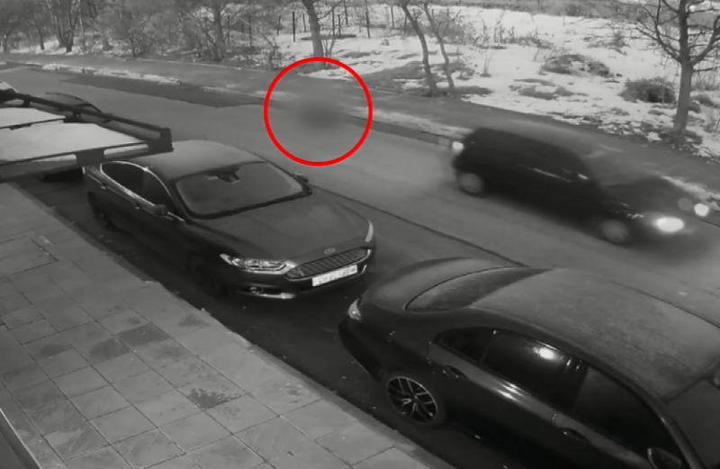 Шофьор прегази куче на пътя пред 7 о РУ на полицията