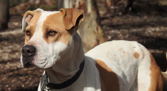 Районна прокуратура Казанлък извършва проверка за инцидент с пострадала жена нахапана