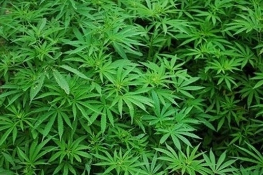 Криминалисти иззеха 43 кг марихуана от дома на 60 годишен по