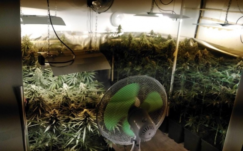 Разбиха голяма наркооранжерия в Дряновско съобщиха от полицията Специализираната операция е