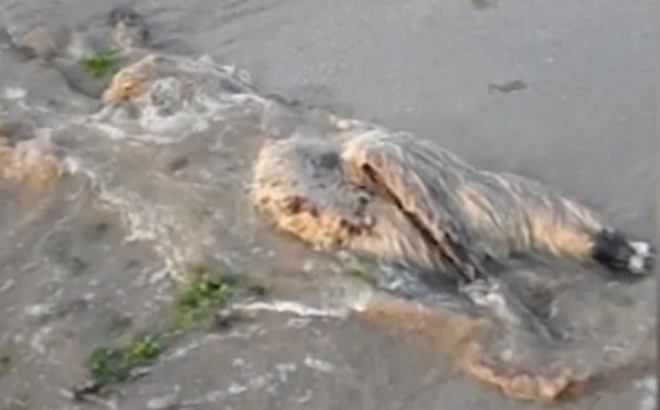 Труп на коза е открит в река в Монтанско разлагал