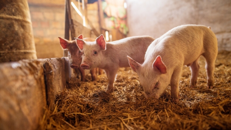Открит е нов случай на африканска чума по свинете при