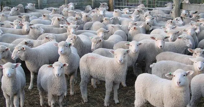 Агнета за 4 500 лв са били откраднати от ферма