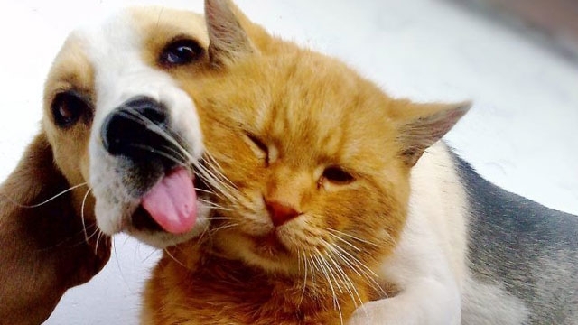 Бони и Клайд са нищо пред вас Да бъдете партньори