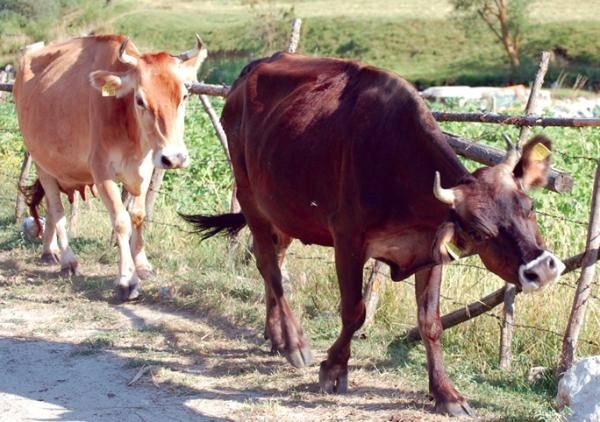 От месеци крави и телета свободно се разхождат в градините