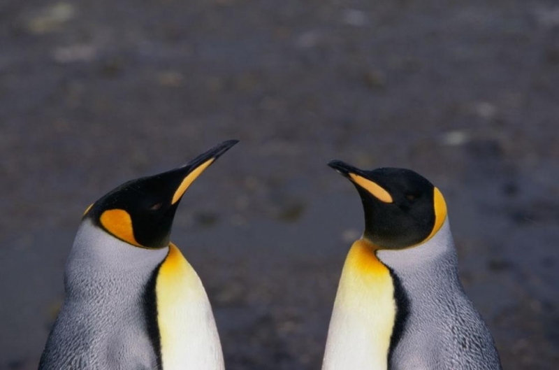 Любопитни императорски пингвини си направиха селфи в Антарктида когато австралийски изследовател остави камерата си на
