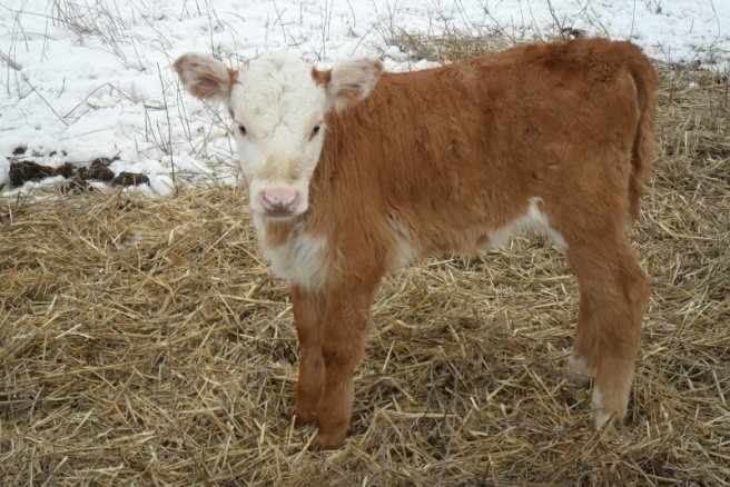 На 19 февруари в монтанското село Николово неизвестен извършител проникнал