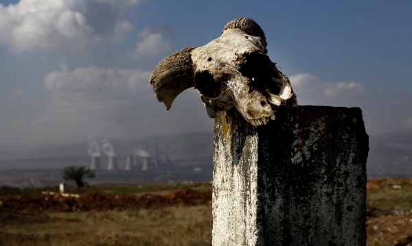 За последните 44 години са изчезнали 60 от живите същества