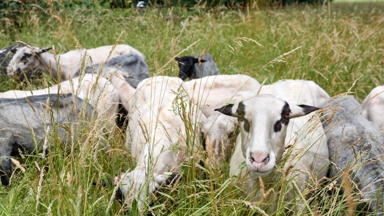 Полицията обяви че влак е помел стадо овце в Югозападна Германия