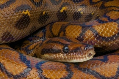 Полицията в Буенос Айрес се натъкна на 219 змии в