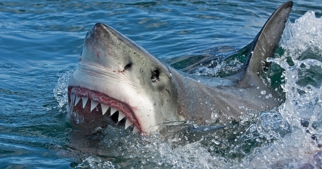 Акула уби 60 годишен мъж в плитките води на Кейбъл бийч
