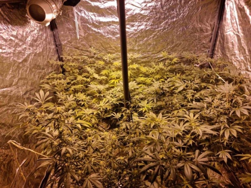 Мини ферма за отглеждане на канабисови растения позиционирана в централната градска част на