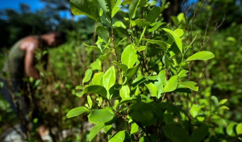 Потенциалното производство на кокаин в Колумбия както и засаждането на
