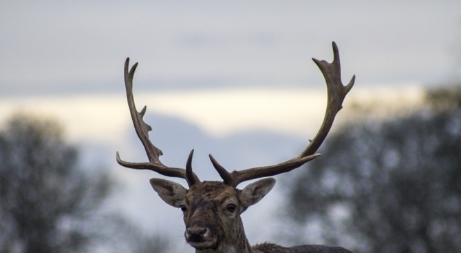 Горски служители от регионална дирекция по горите Пловдив и