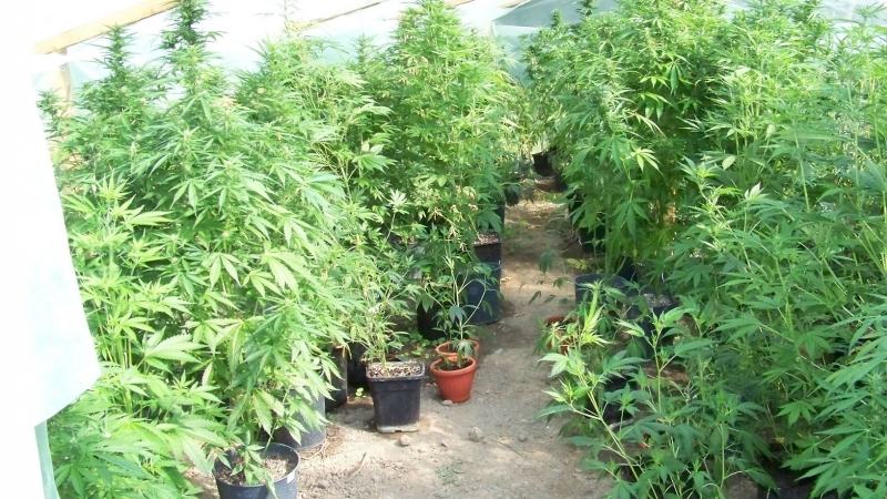 Униформени намериха много канабис в имотите на мъж от Манастирище