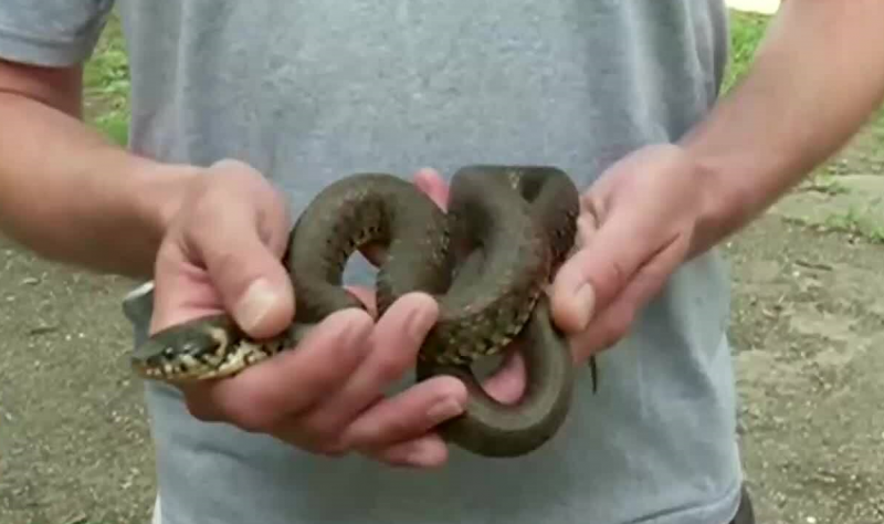 Змия в стаята на къща вдигна накрак спасители от Монтана,