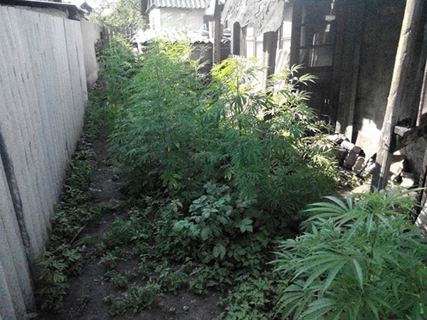 Полицията е разбила плантация, засадена с коноп в Криводол, съобщиха