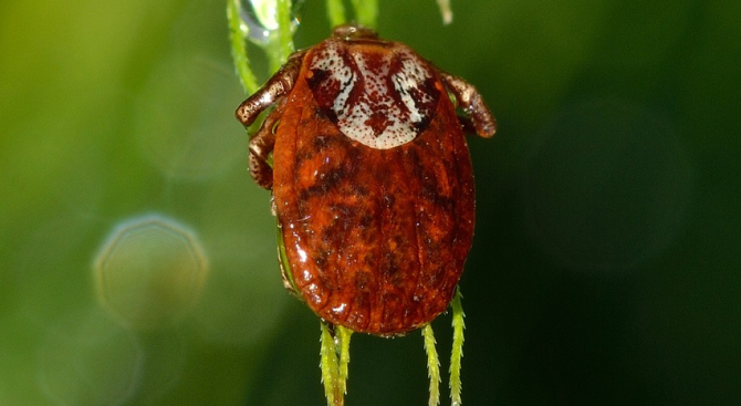 В Берковица утре ще бъдат пръскани зелени площи с препарати