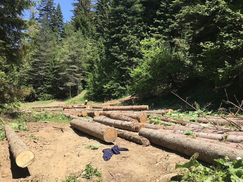 Полицаи от Видинско арестуваха бракониери заловени с незаконни дърва съобщиха