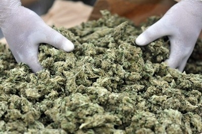 В албанското село Вилум са заловени 1 5 тона марихуана които