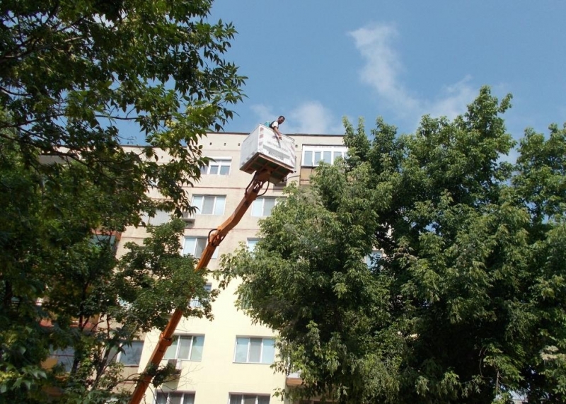 В няколко жилищни комплекса на град Видин са установени единични гнезда