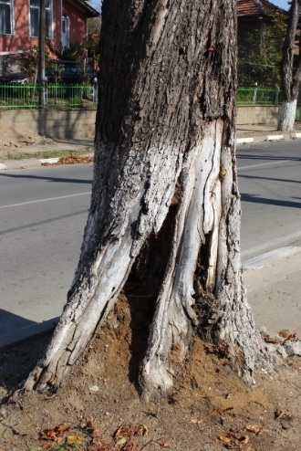 Екипът от еколози на община Козлодуй направи санитарна експертиза на