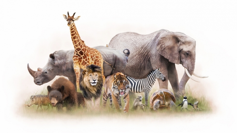 Над 5500 вида птици бозайници влечуги и земноводни са обект