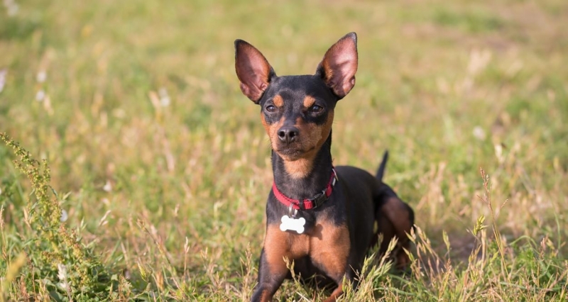 Възрастен мъж е застрелял кучето на своя съселянка съобщават от