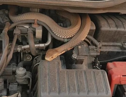 В изключително стресова ситуация попаднали автомонтьори от Монтана Змия се