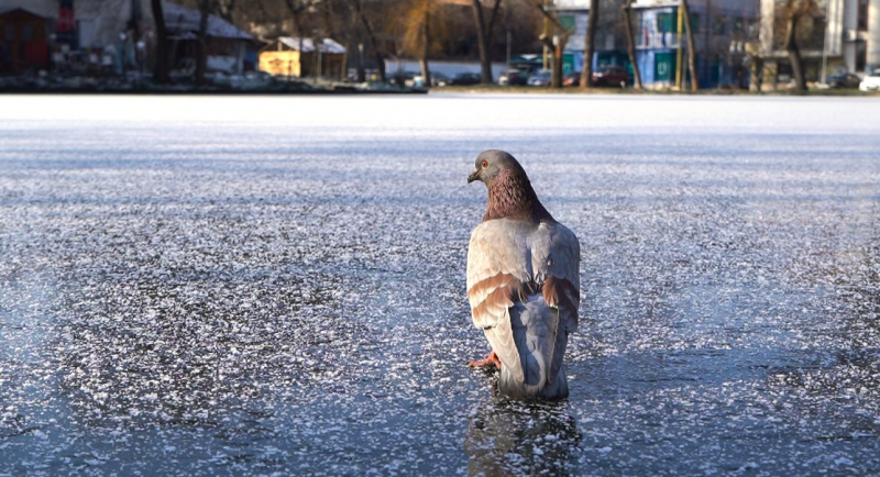 Лед покри езерото Монтанензиум в центъра на Монтана Температури до
