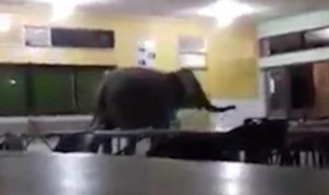 Гладен слон влезе в училище SMK Telupid в град Сабах