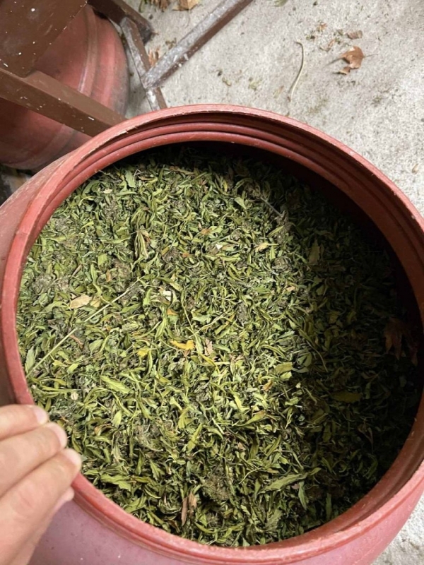 Голямо количество канабис откриха полицаи в Петрич съобщиха от областната