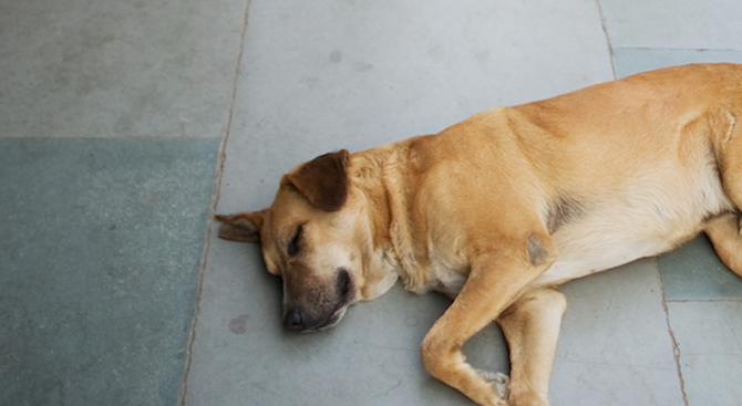 Куче е било застреляно в монтанското село Лехчево съобщиха от