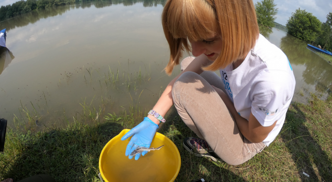 Над 20 000 тримесечни рибки от критично застрашения вид руска