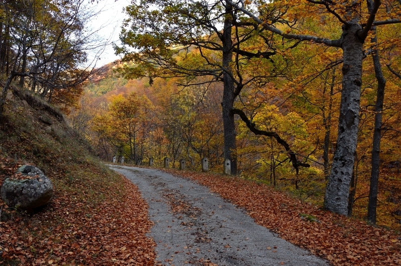 ОГРАНИЧЕНИЯ ЗА ТОВАРНИ АВТОМОБИЛИ Забранява се движението на моторни превозни