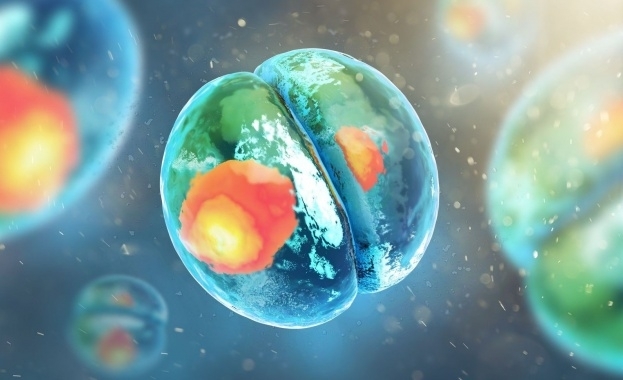 Холандски учени създадоха в лаборатория синтетични ембриони от миши стволови