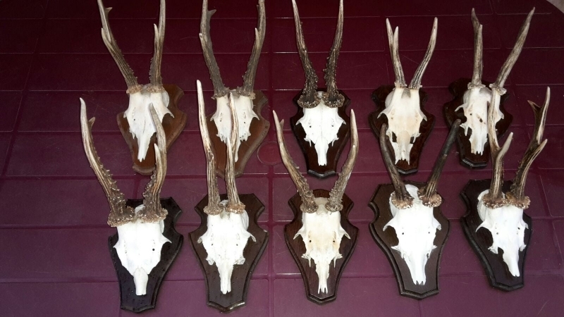 Вчера преди обяд в къща в Чипровци са открити незаконни