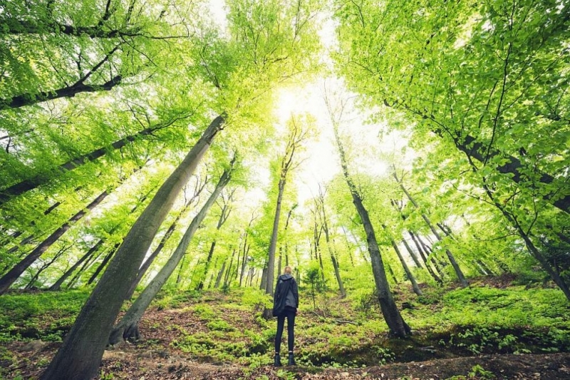 От днес стартира приемът по подмярка 8 1 Залесяване и поддръжка от