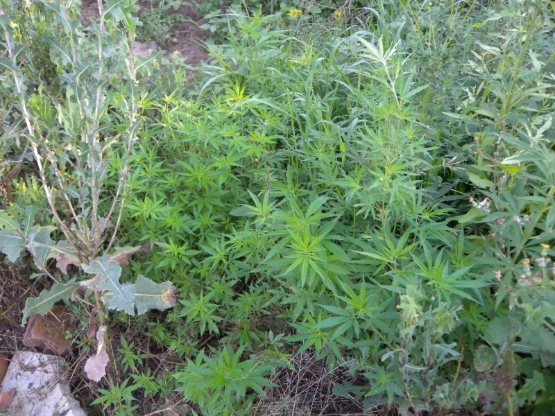 Ченгета разкриха наркооранжерия в къща във врачанското село Крива бара