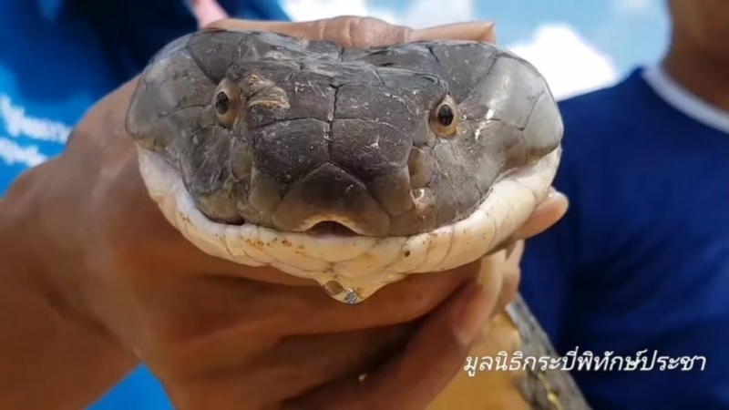 Агресивна 4 метрова кралска кобра бе извадена от канализационен канал в