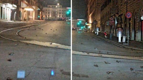 Мъртви птици по улиците на Рим засне жител на италианската